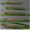 min dryas larva5 volg1